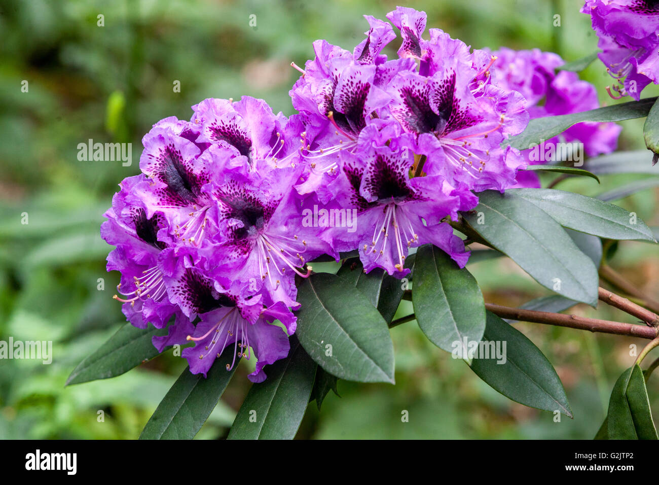 Rhododendron 'Blue Jungs', flowering Stock Photo