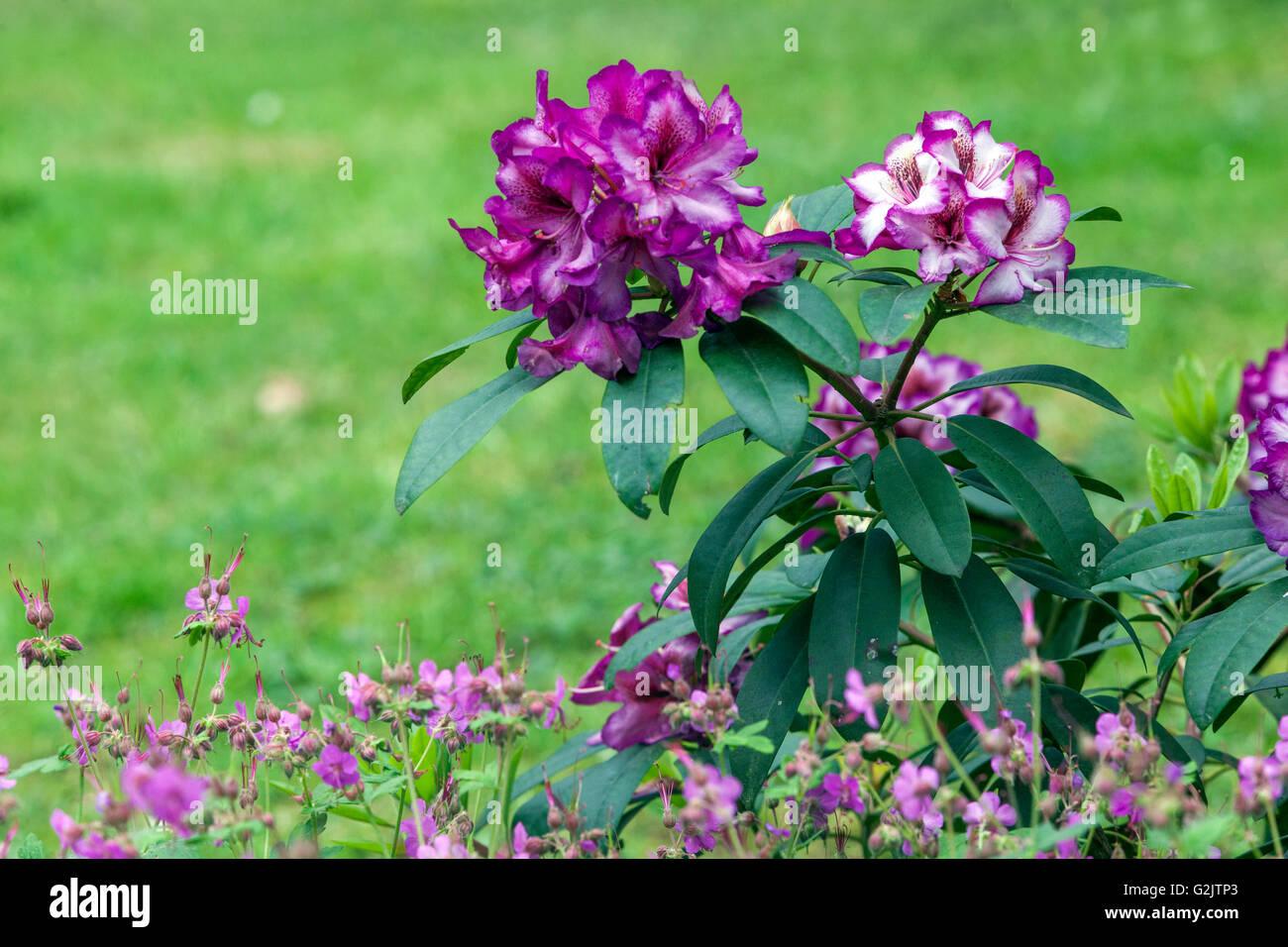 Rhododendron 'Hans Hachmann', flowering Stock Photo - Alamy