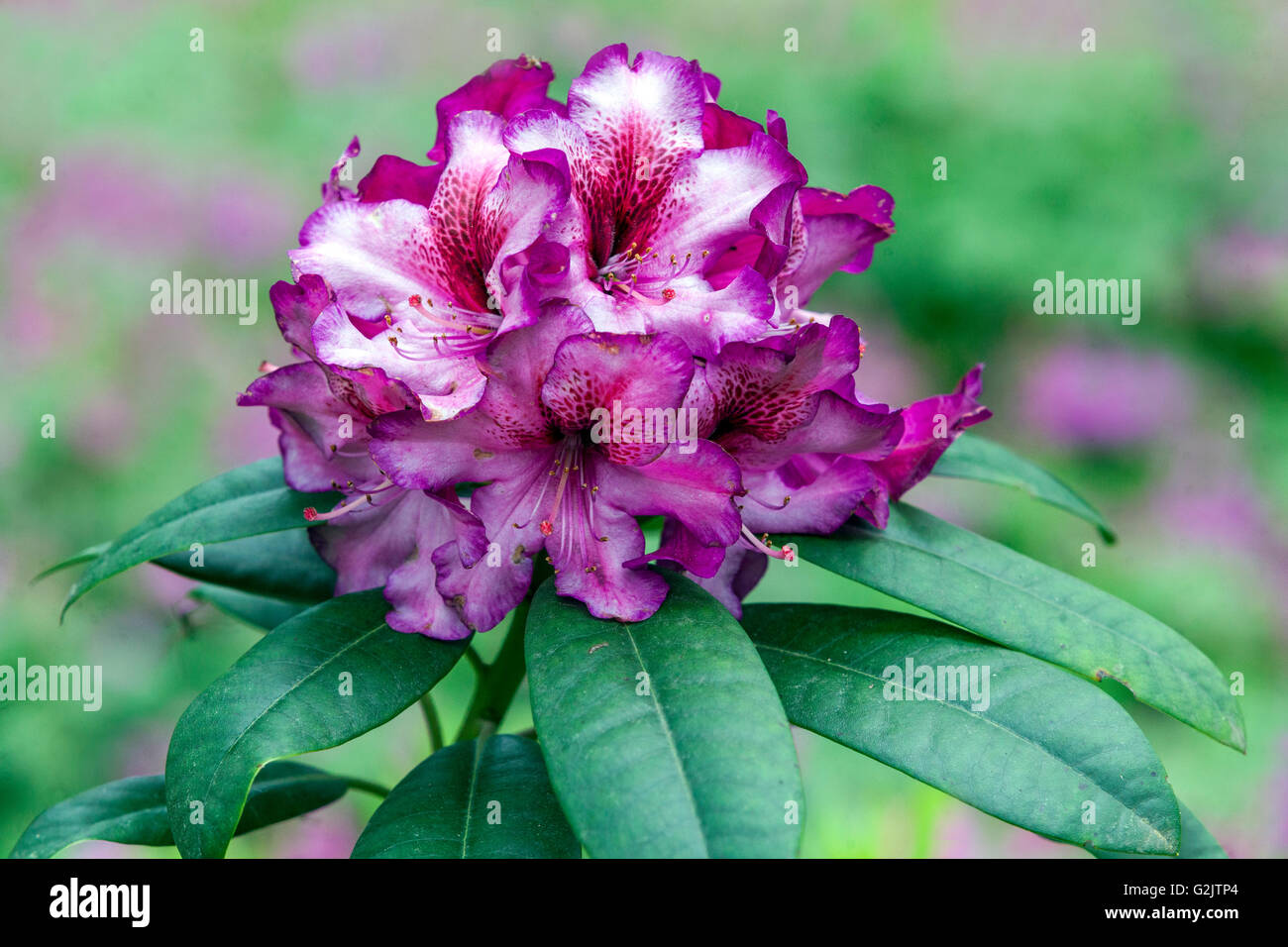 Rhododendron 'Hans Hachmann', flowering Stock Photo - Alamy