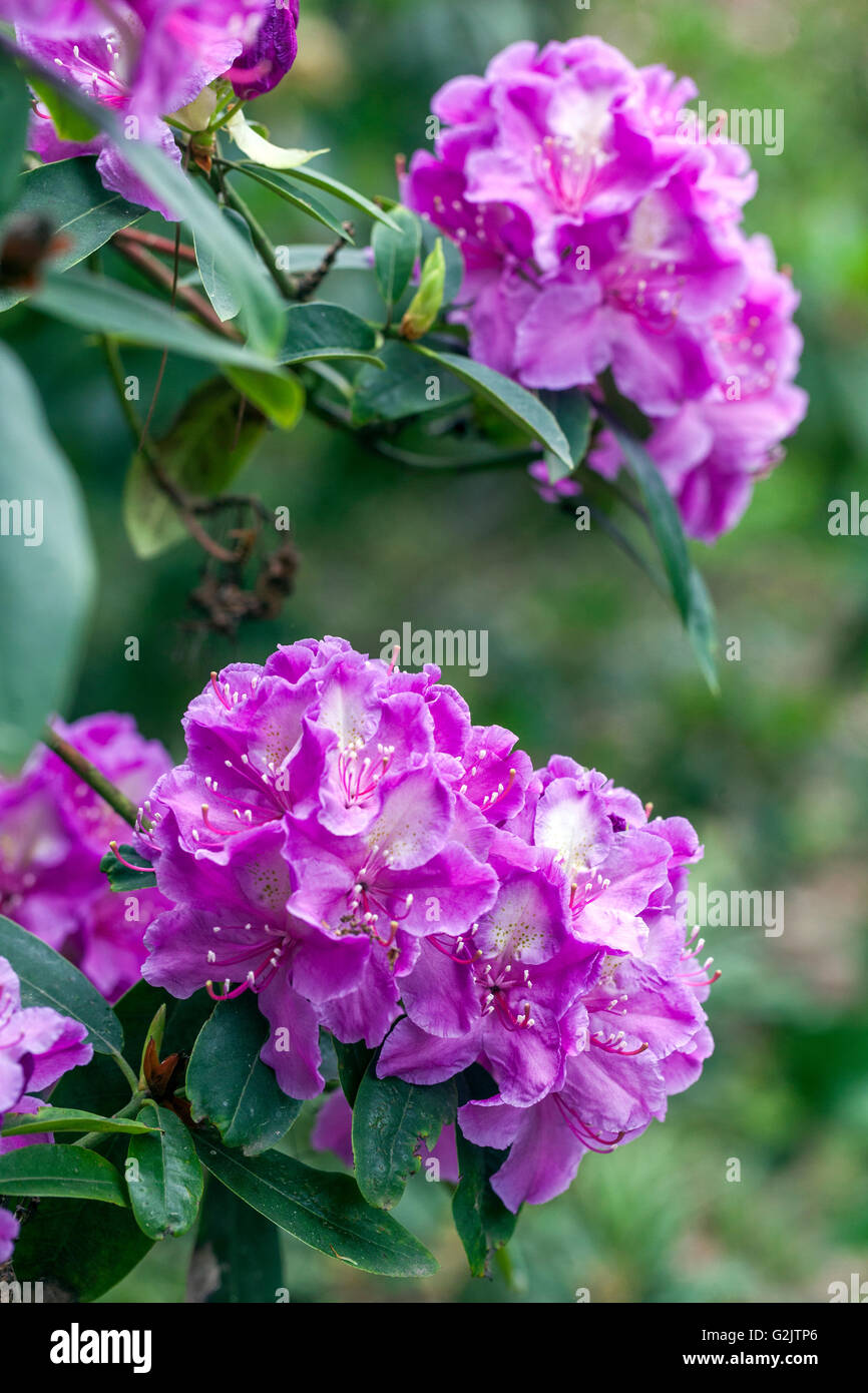 Rhododendron, flowering Shrub, Spring, Blue, Garden Flowers, Lilac, Violet, Flowers, Garden Stock Photo