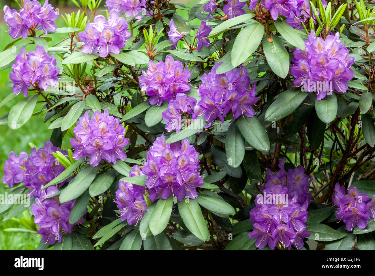 Blue Rhododendron 'Blutopia', flowering shrub in garden Stock Photo Alamy