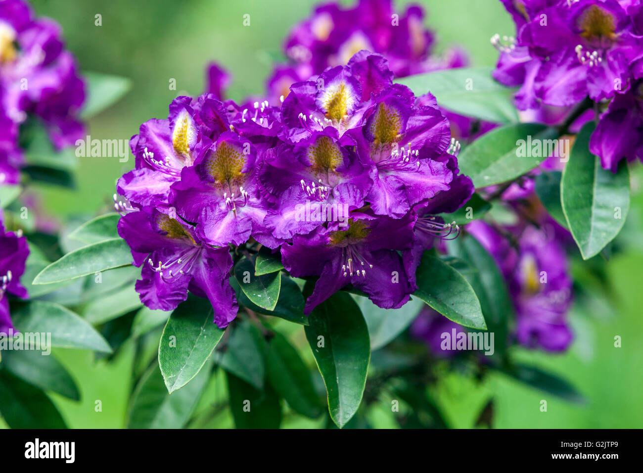 Mauve Rhododendron 'Tamarindos', purple flowers on shrub in garden Stock Photo