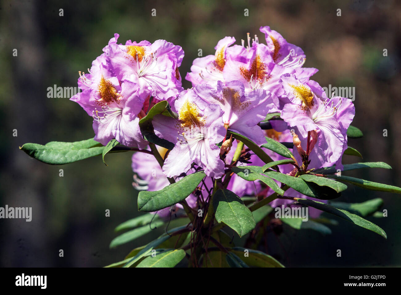 Rhododendron 'Richarda', flowering Stock Photo