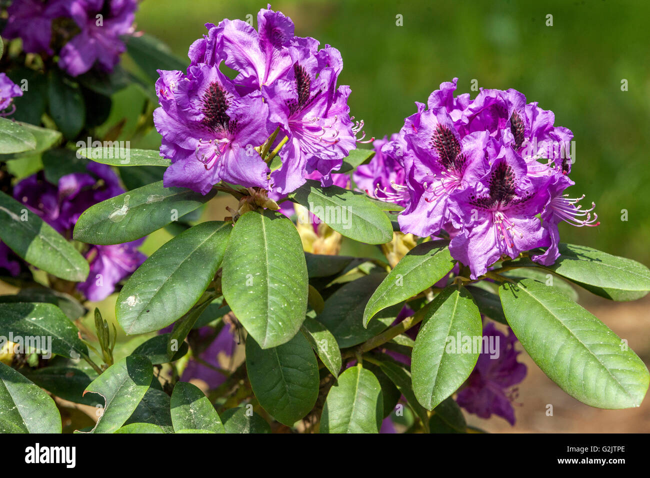 Rhododendron 'Peter Alan', blue flowering bush Stock Photo
