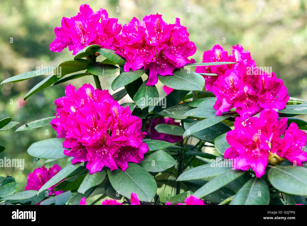Pink Rhododendron 'American Beauty', pink flowering Stock Photo