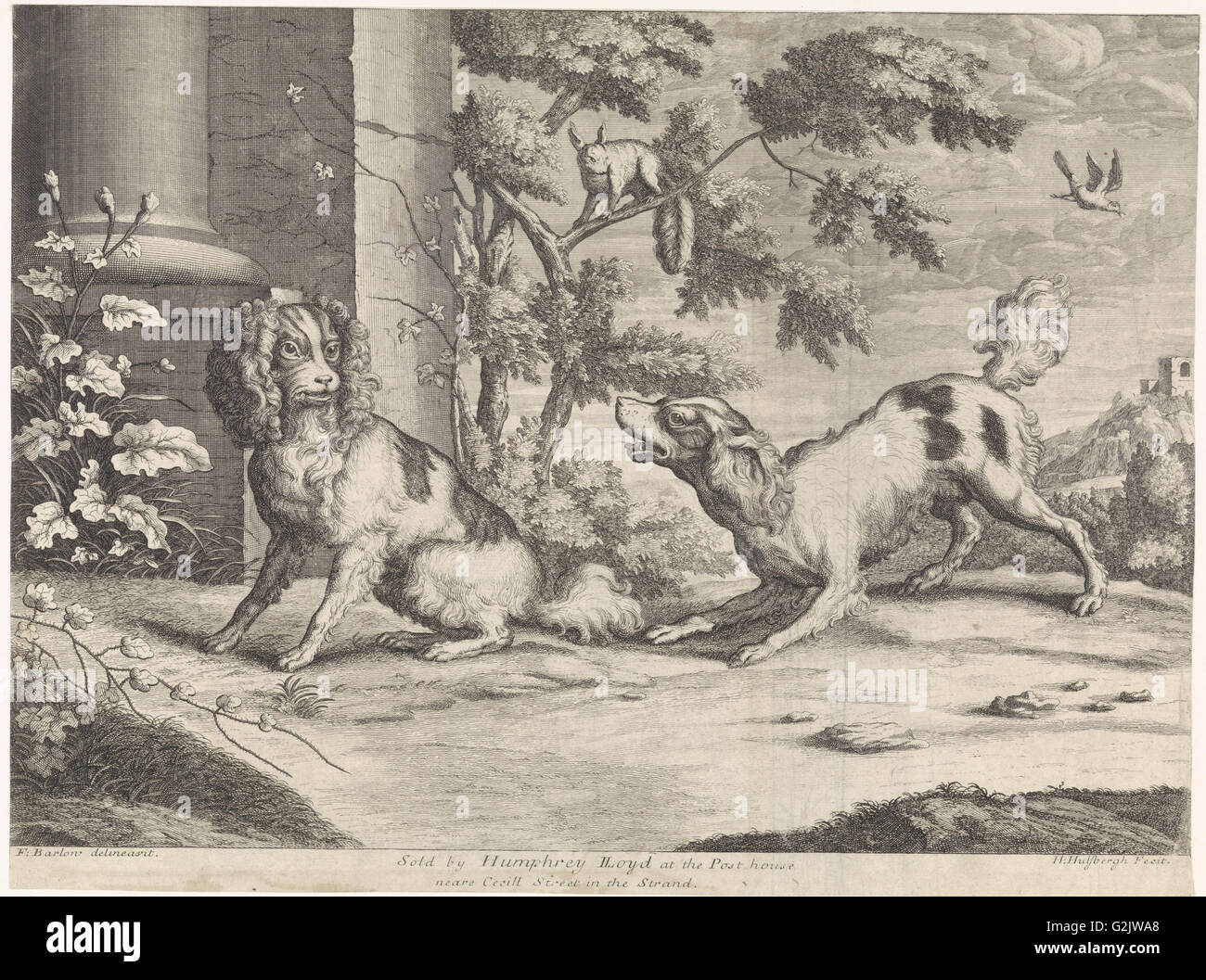 Chirping squirrel hires stock photography and images Alamy