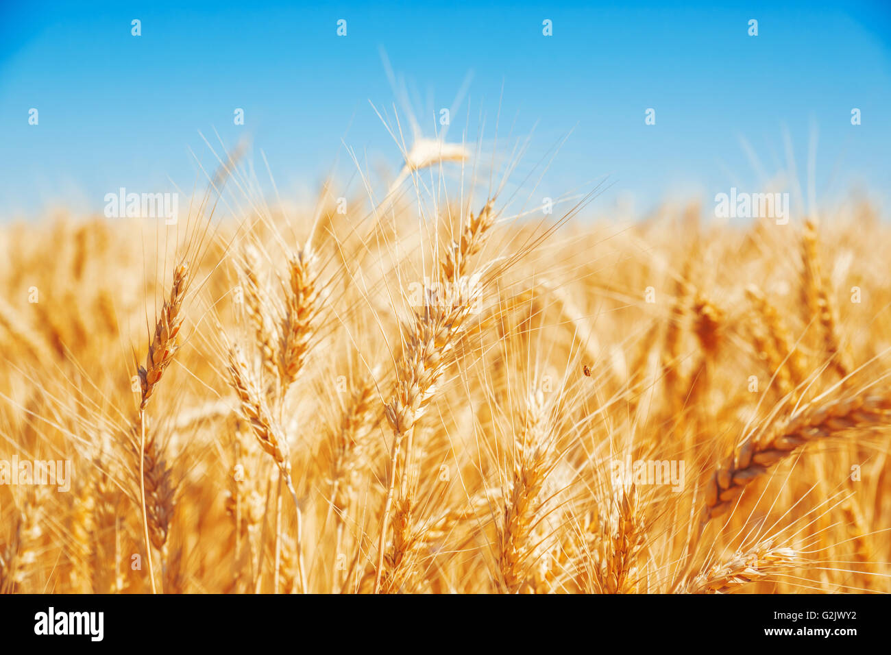 Gold wheat field and blue sky Stock Photo