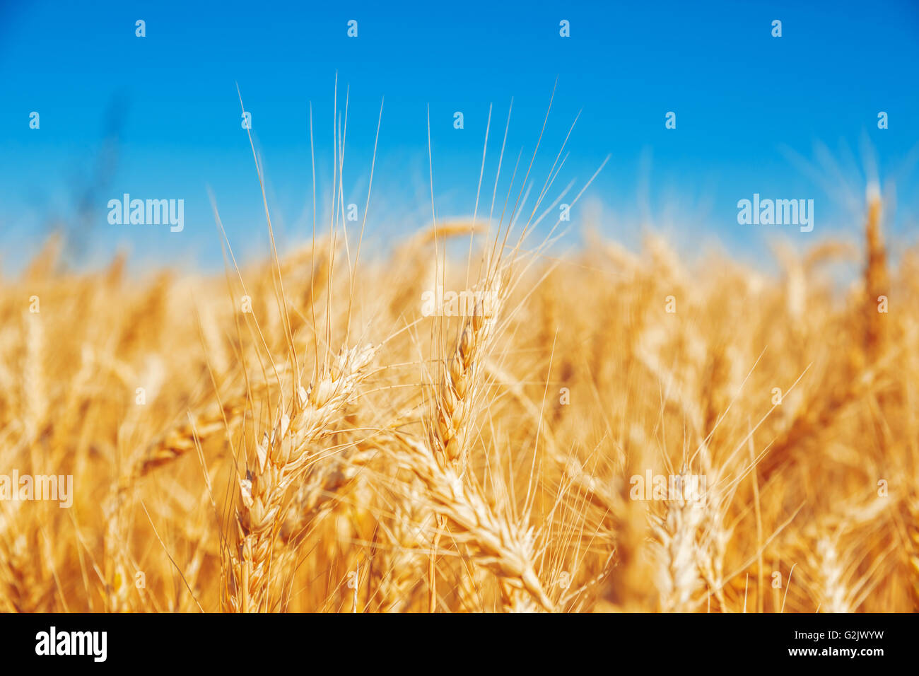 Gold wheat field and blue sky Stock Photo - Alamy