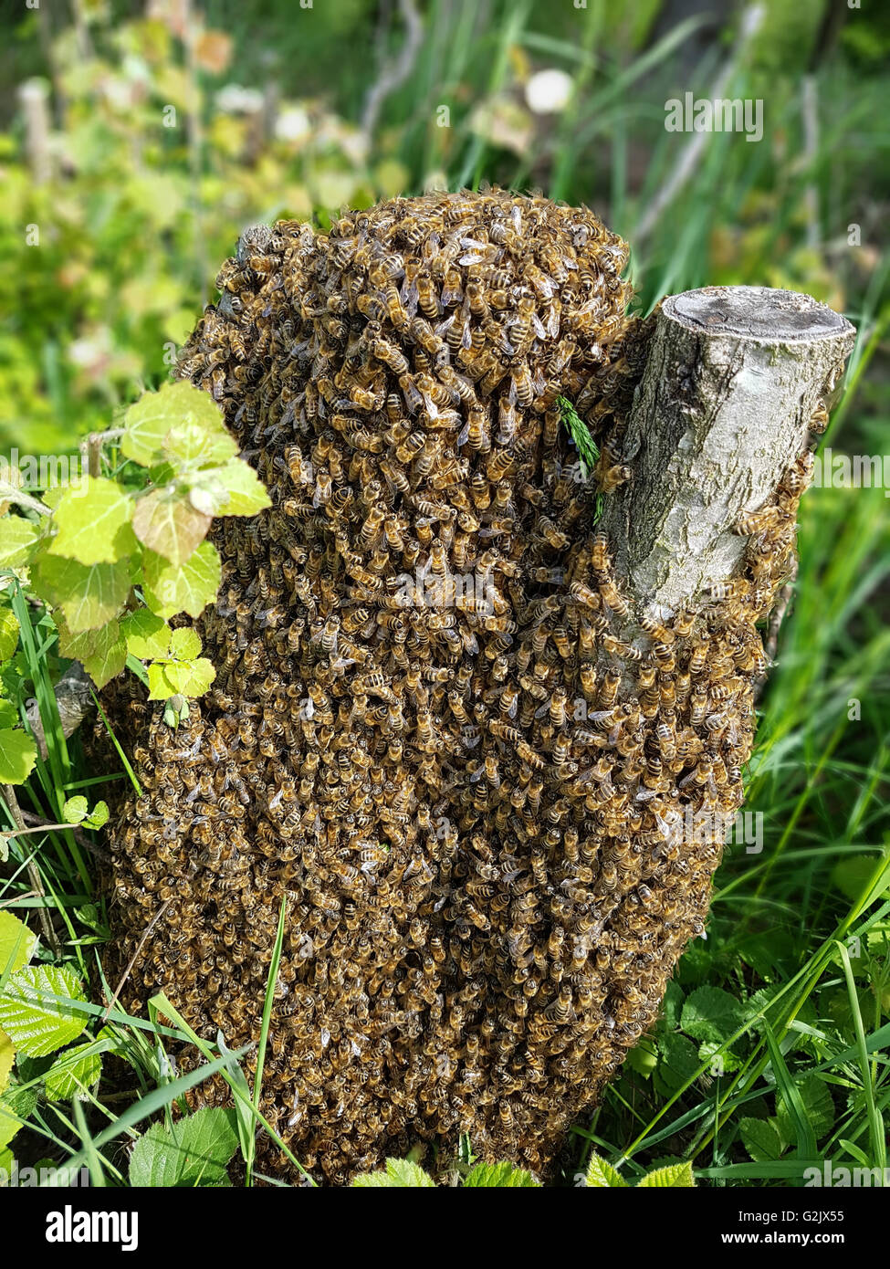 Bienenschwarm, Bienen, Apis; mellifera Stock Photo