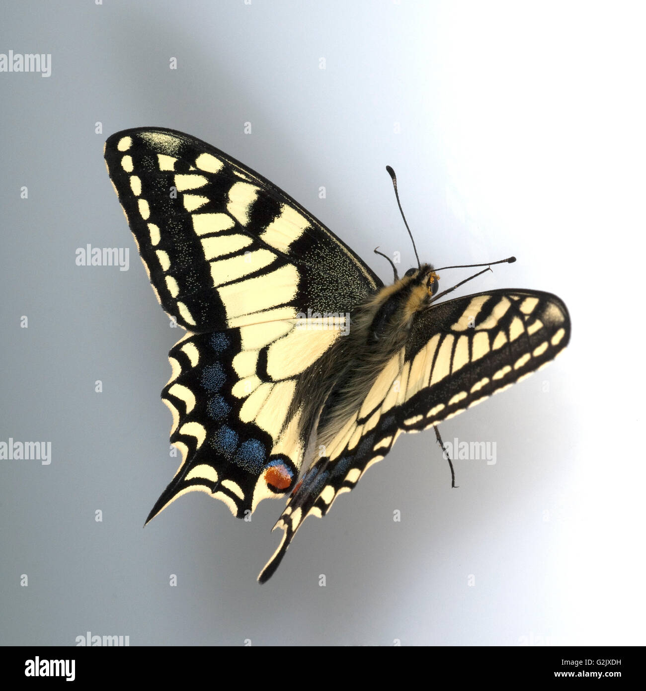 Schwalbenschwanz; Papilio; machaon; Schmetterling; Tagfalter Stock Photo