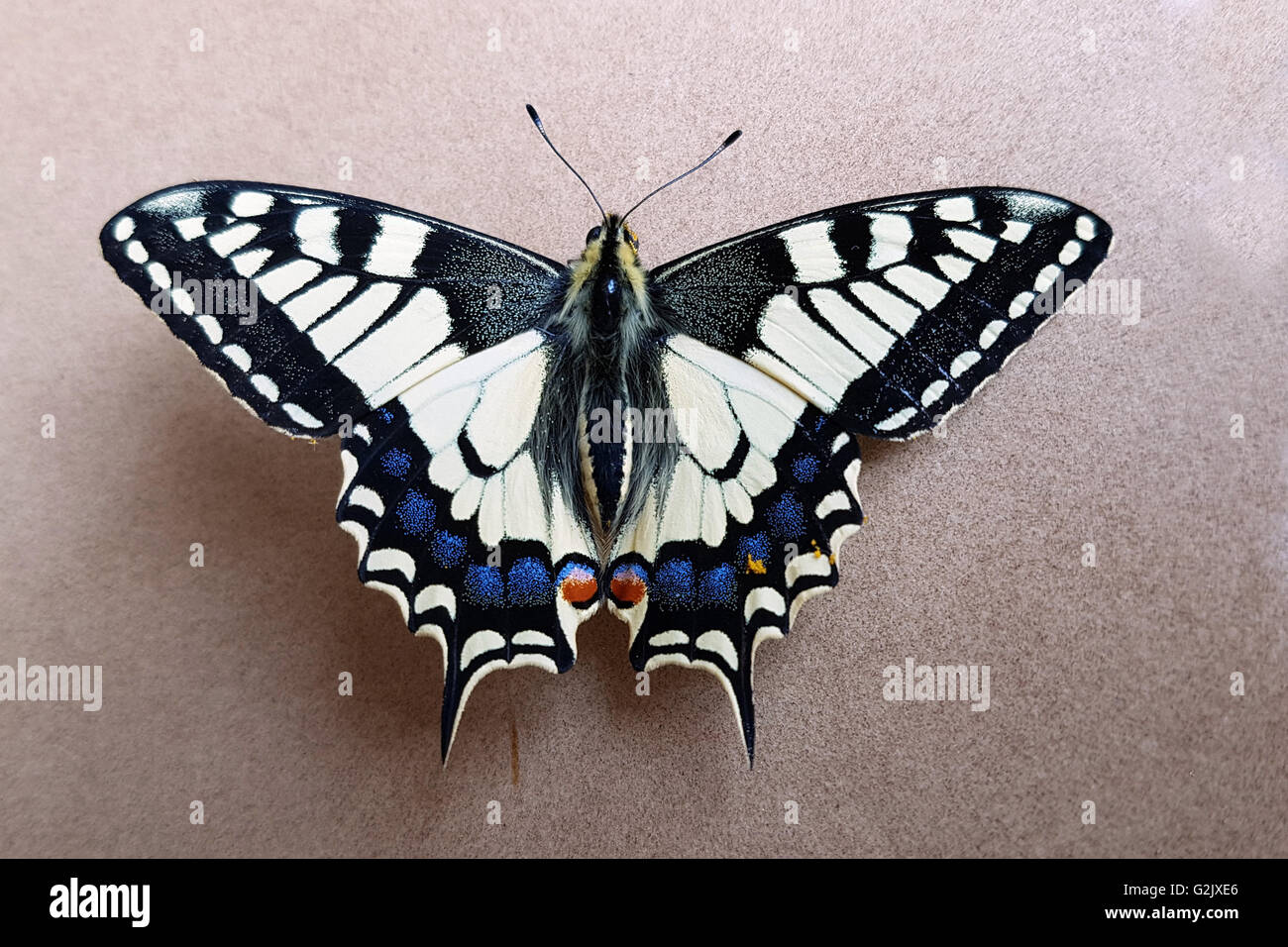 Schwalbenschwanz; Papilio; machaon; Schmetterling; Tagfalter Stock Photo