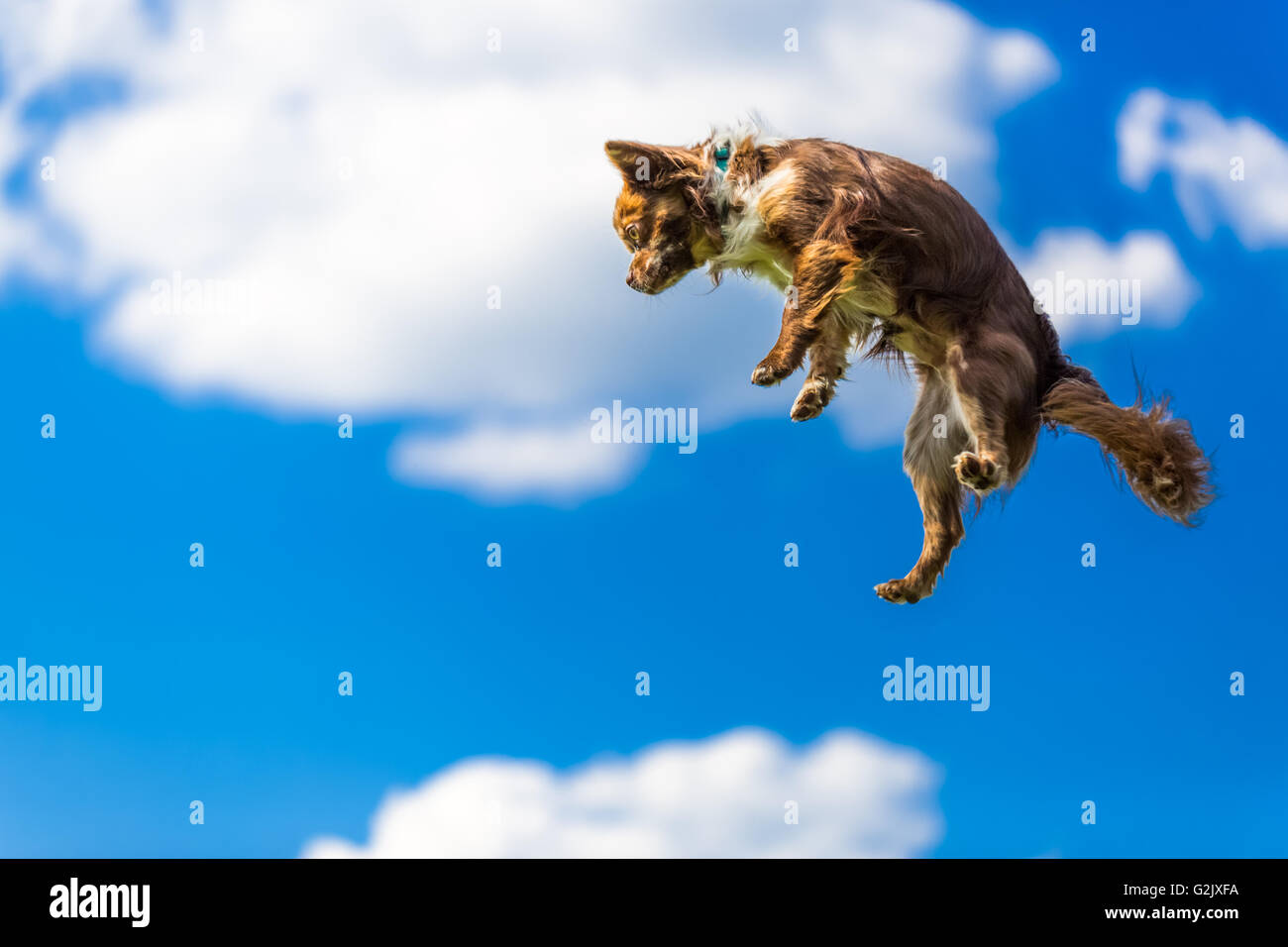 Flying chihuahua cheap