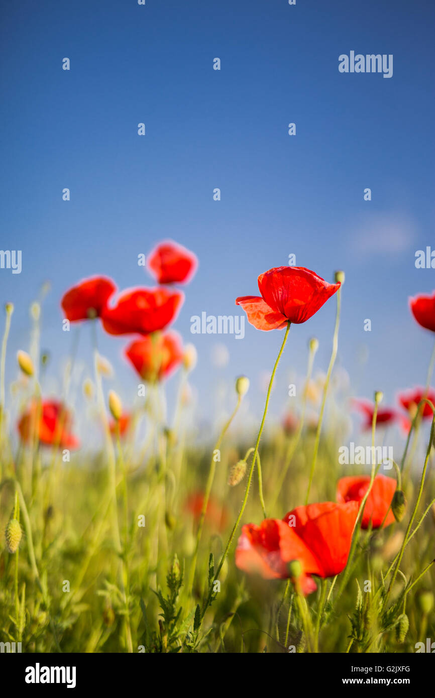 Beautiful vivid moody poppy field Stock Photo
