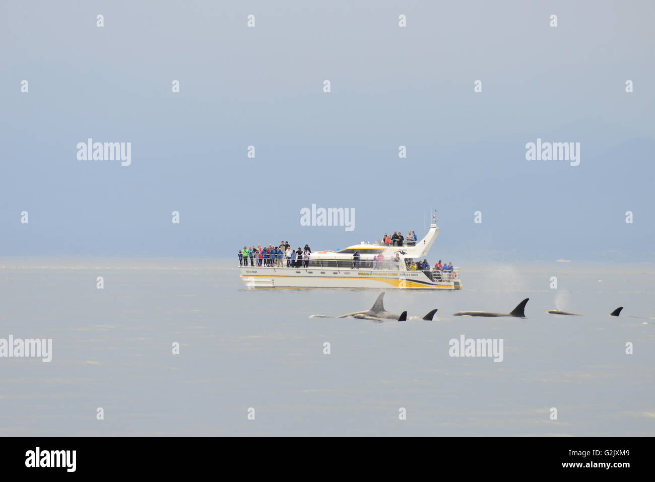 Orca whales, Orcinus orca,  and whale watchers off Vancouver Island near Victoria, BC, Canada Stock Photo