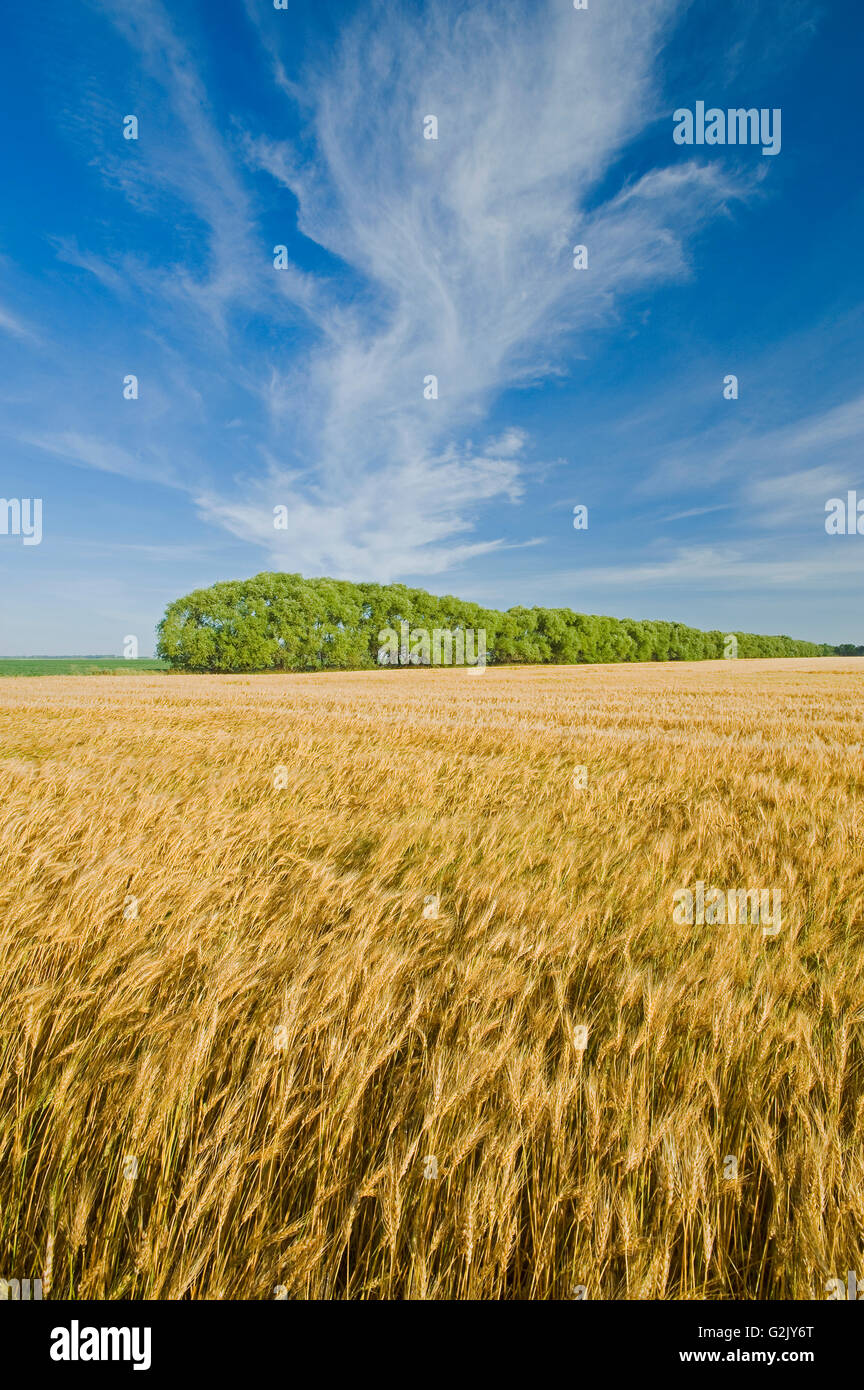 a field of maturing spring wheat with a shelterbelt in the background, near Carey, Manitoba, Canada Stock Photo
