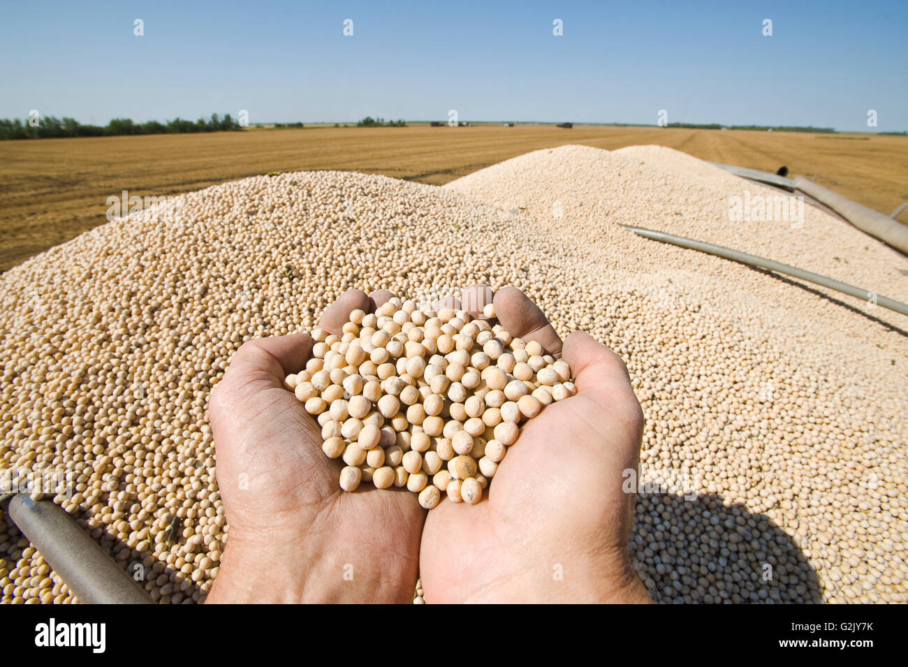 yellow field peas in the back of a farm truck during the harvest, near Winnipeg, Manitoba