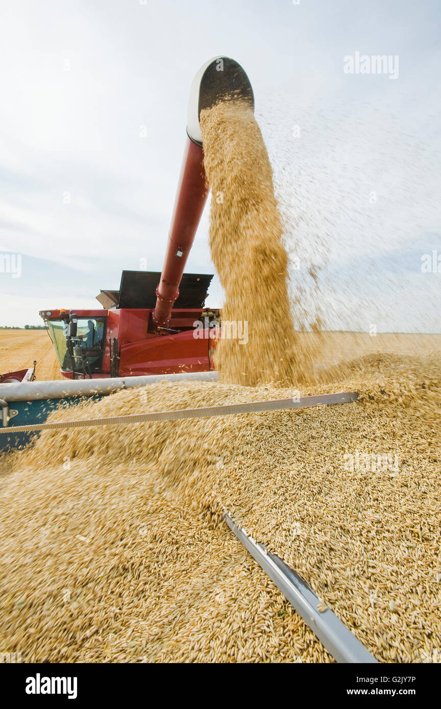 a combine augers oats into a farm truck during the harvest, near Dugald