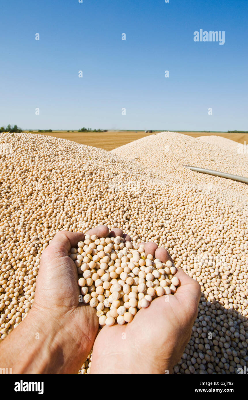 yellow field peas in the back of a farm truck during the harvest, near Winnipeg, Manitoba
