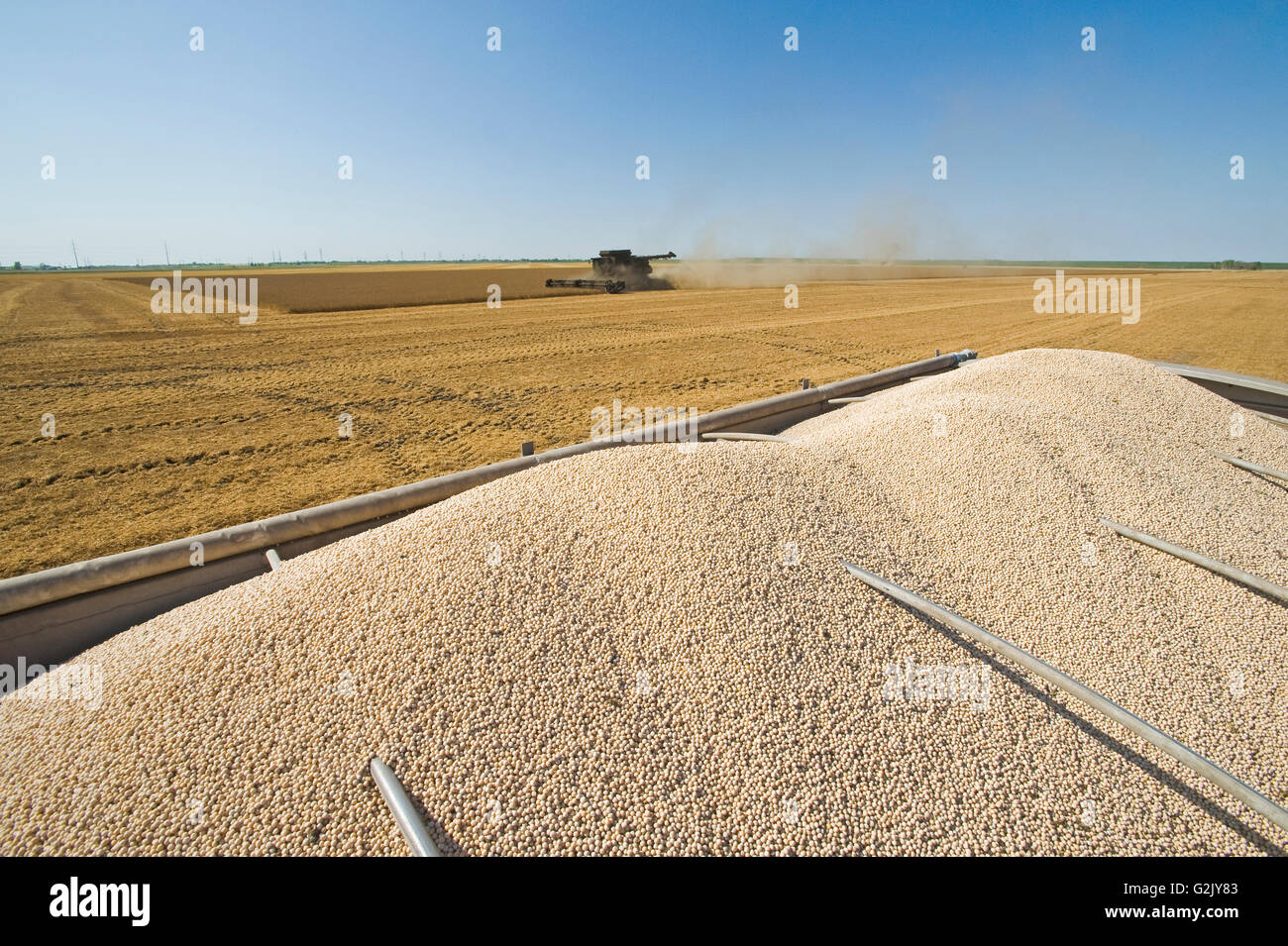 yellow field peas in the back of a farm truck during the harvest, near Winnipeg, Manitoba