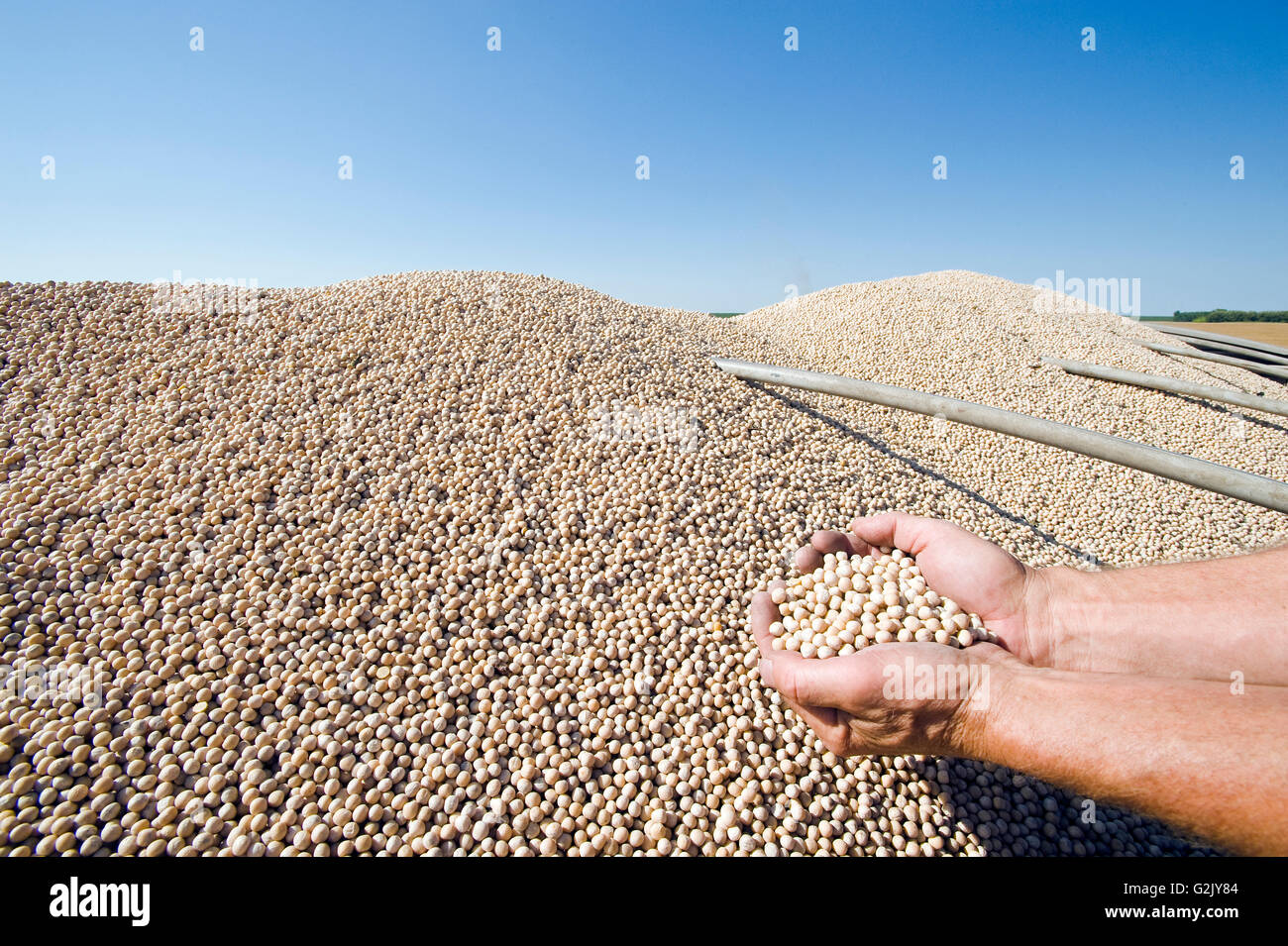 yellow field peas in the back of a farm truck during the harvest, near Winnipeg, Manitoba