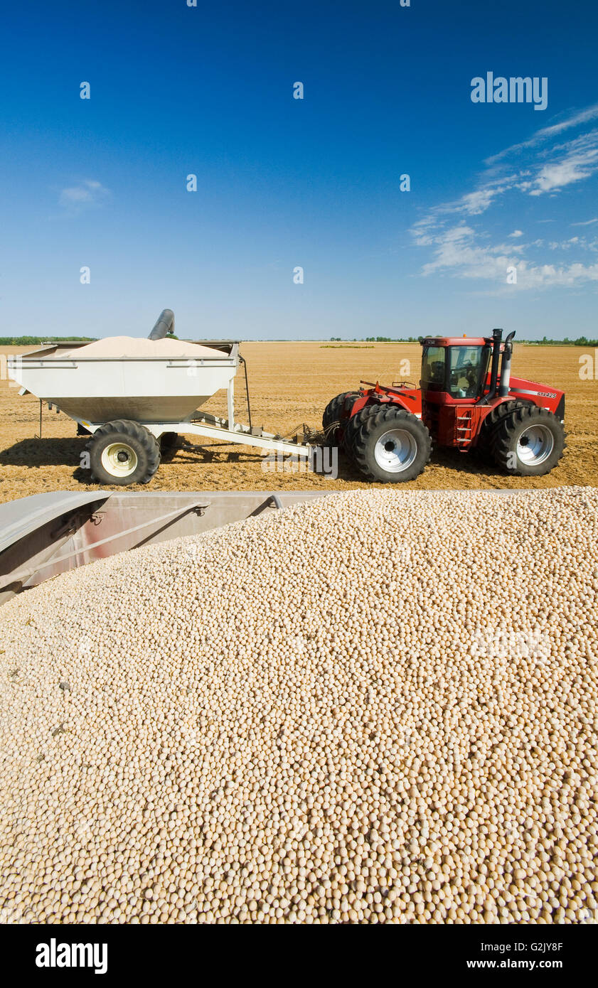 yellow field peas in back of a farm truck during harvest grain wagon tractor in background near