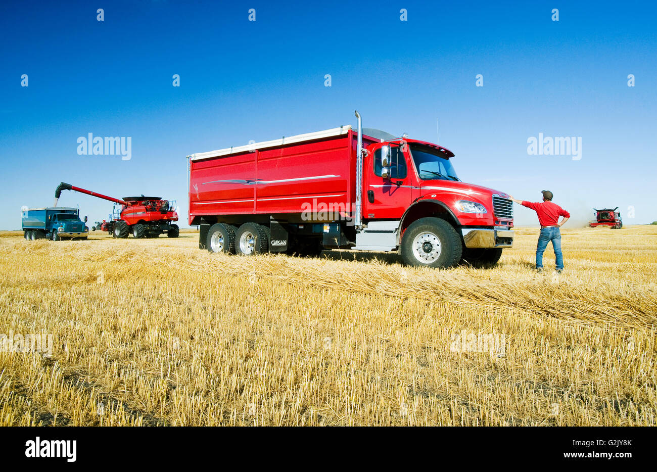 a man looks on from a red farm truck during the spring wheat harvest, near Dugald, Manitoba, Canada Stock Photo