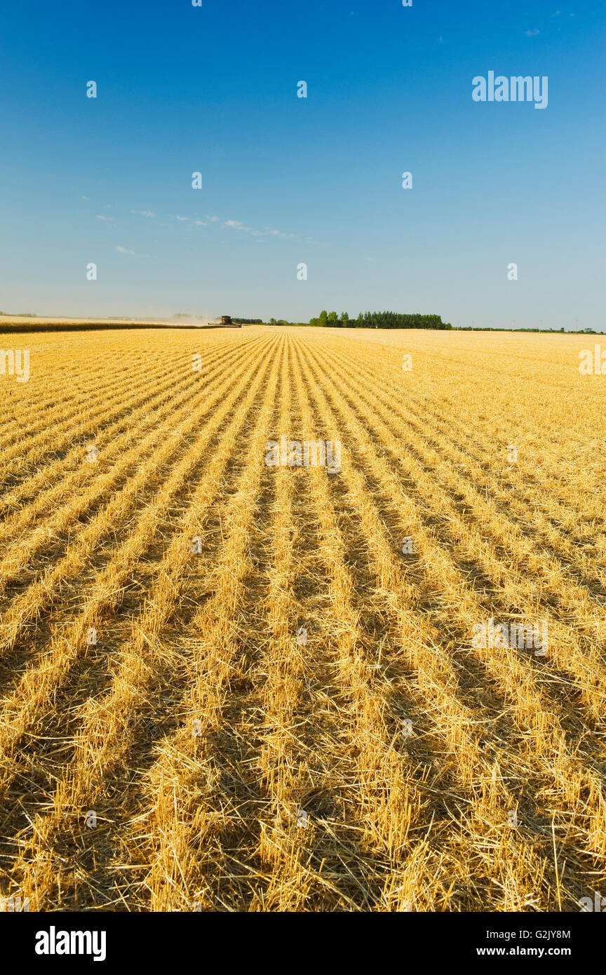 wheat stubble in recently harvested field, near Lorette, Manitoba, Canada Stock Photo
