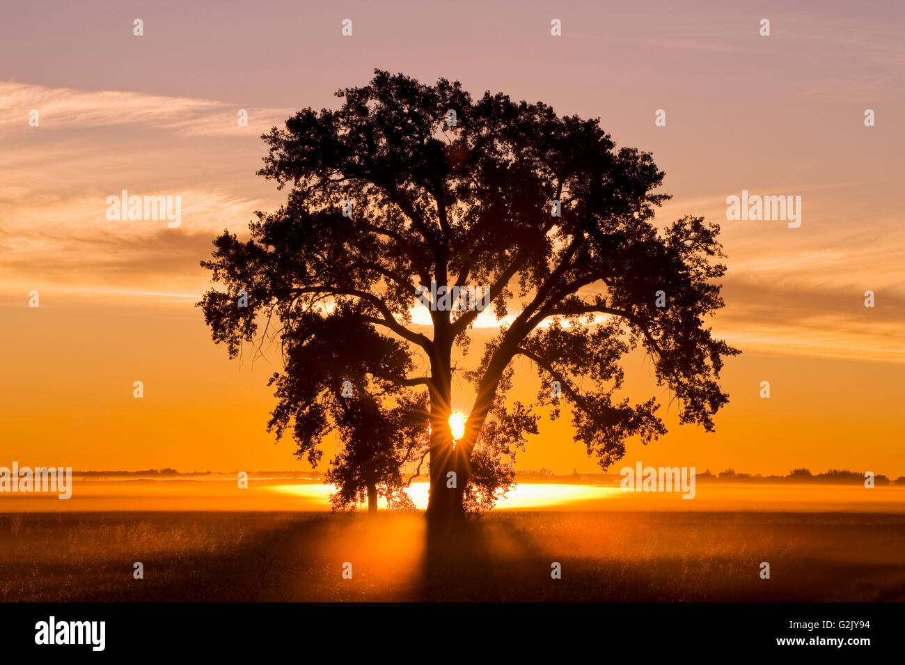 sunrise, cottonwood tree,near Winnipeg, Manitoba, Canada Stock Photo