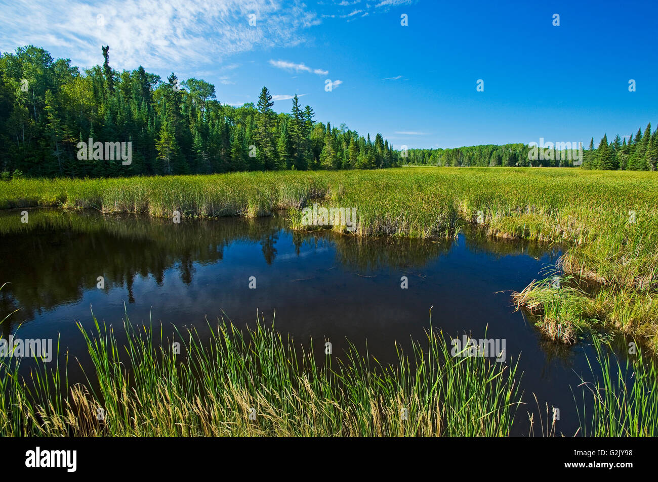 bog, near Kenora, Northwestern Ontario, Canada Stock Photo