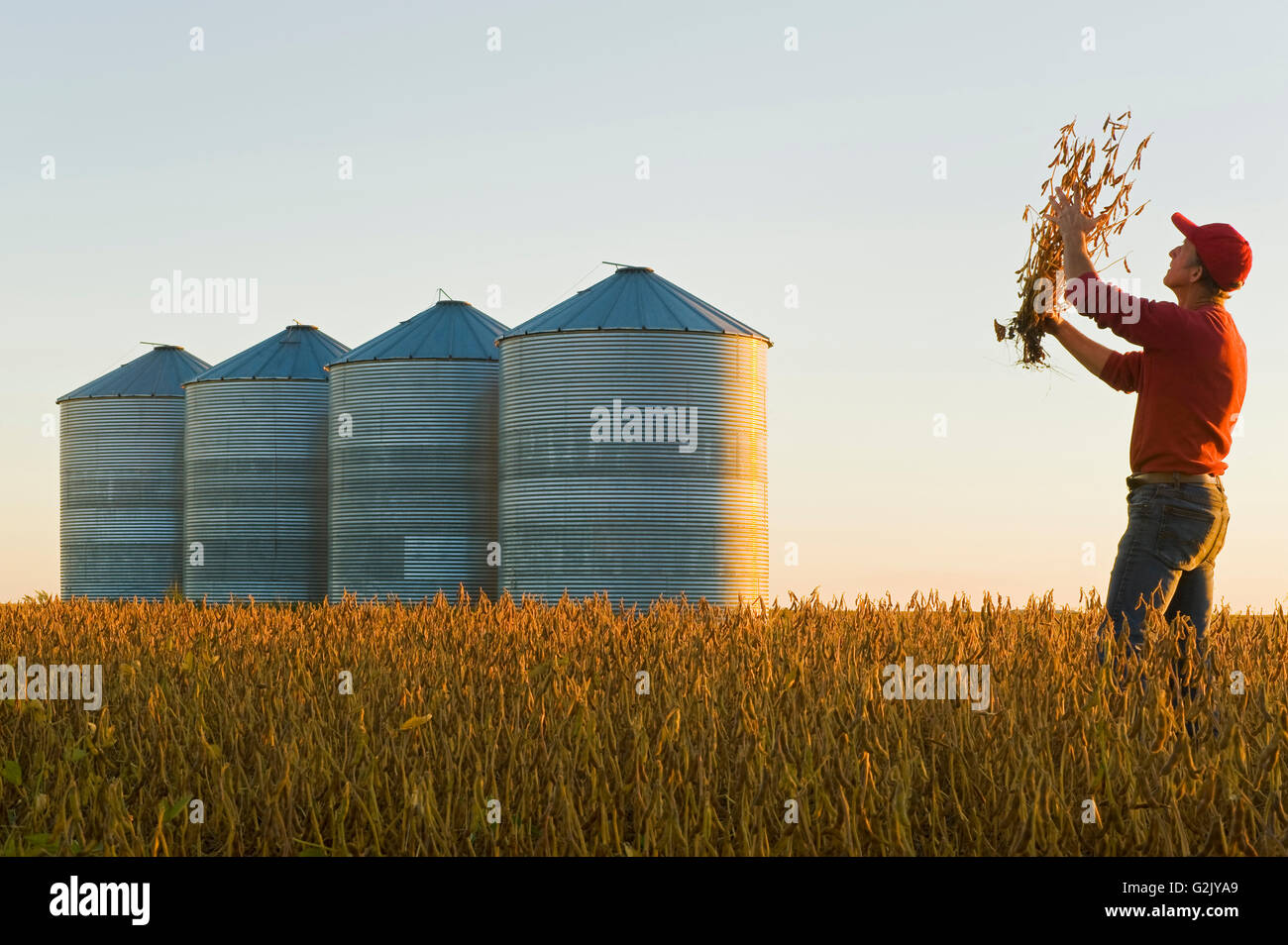 a farmer in his mature harvest ready soybean crop with grain storage bins/silos in the background near Carey Manitoba Canada Stock Photo