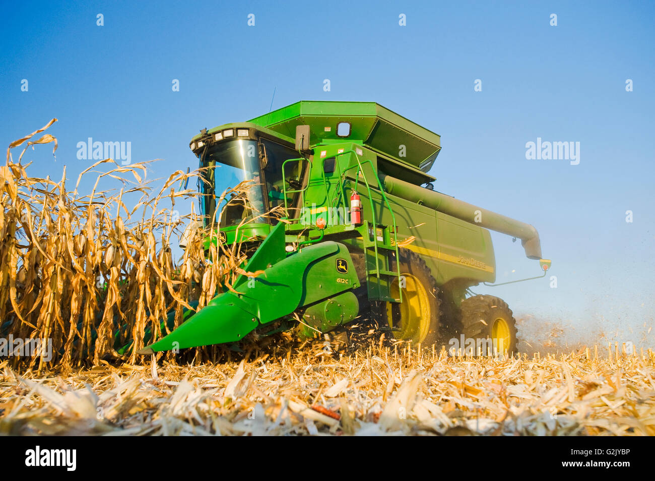 a combine harvester works in a mature feed/grain corn near Niverville, Manitoba, Canada Stock Photo