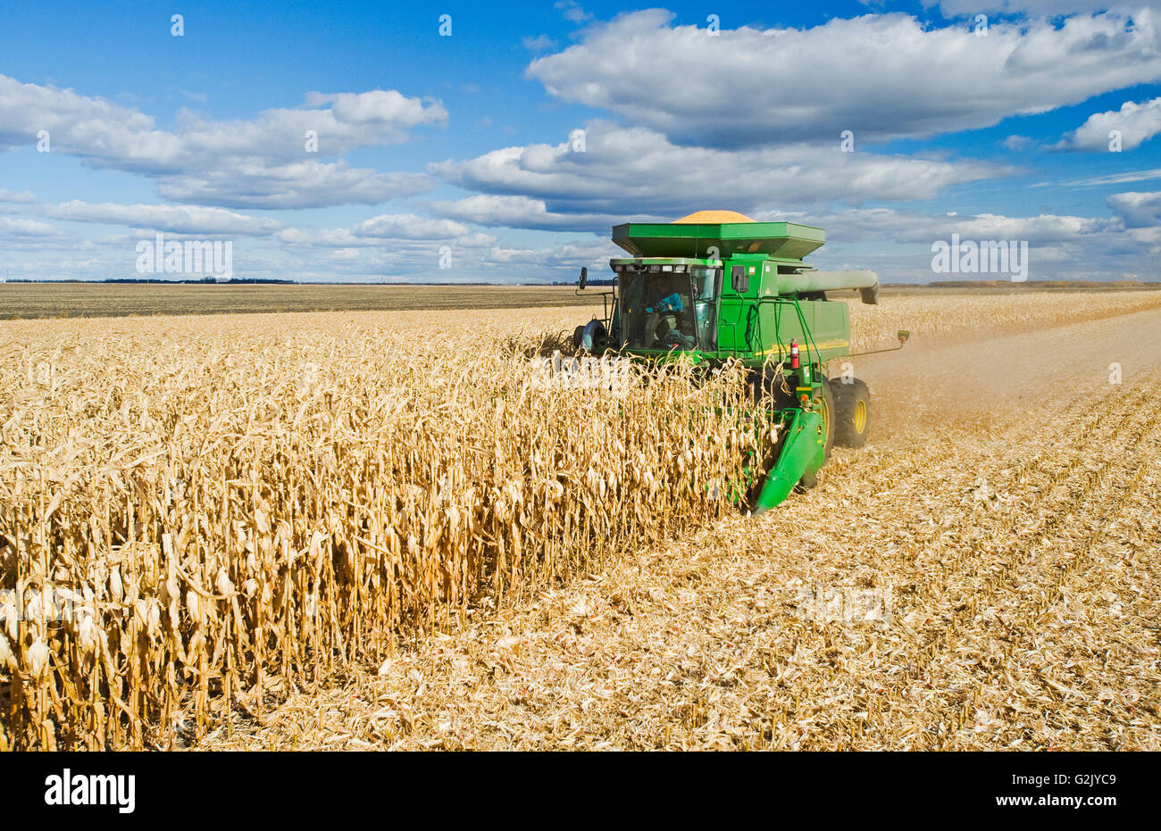 a combine harvester works in a mature feed/grain corn near Niverville