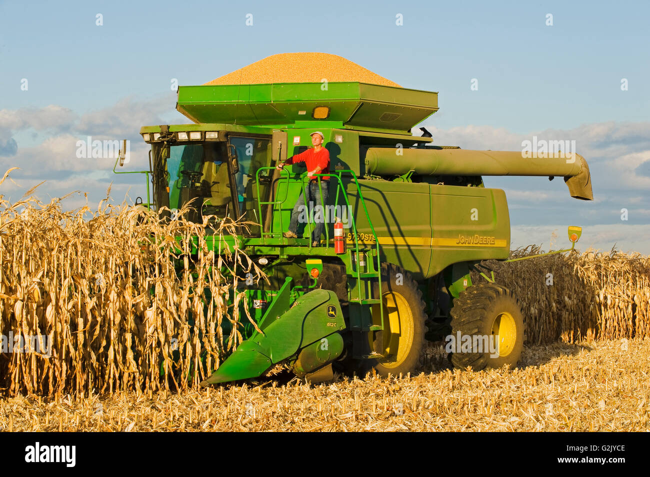 a man on the deck of a combine harvester filled with  harvested feed/grain corn near Niverville, Manitoba, Canada Stock Photo