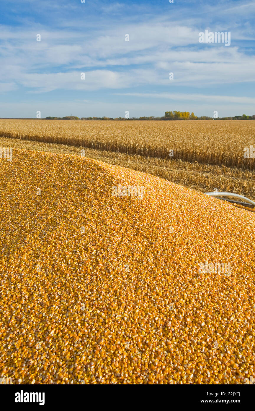 feed/grain corn in the back of a farm truck during the harvest near