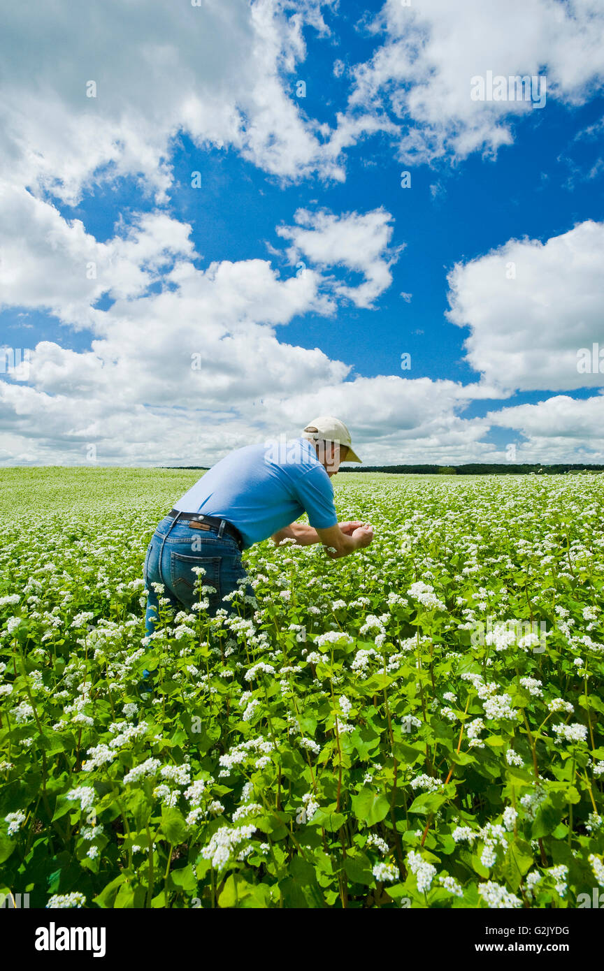 a farmer in a blooming buckwheat field , Tiger Hills,  Manitoba, Canada Stock Photo