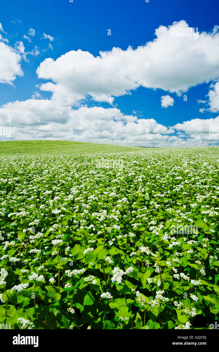 blooming buckwheat field , Tiger Hills,  Manitoba, Canada Stock Photo