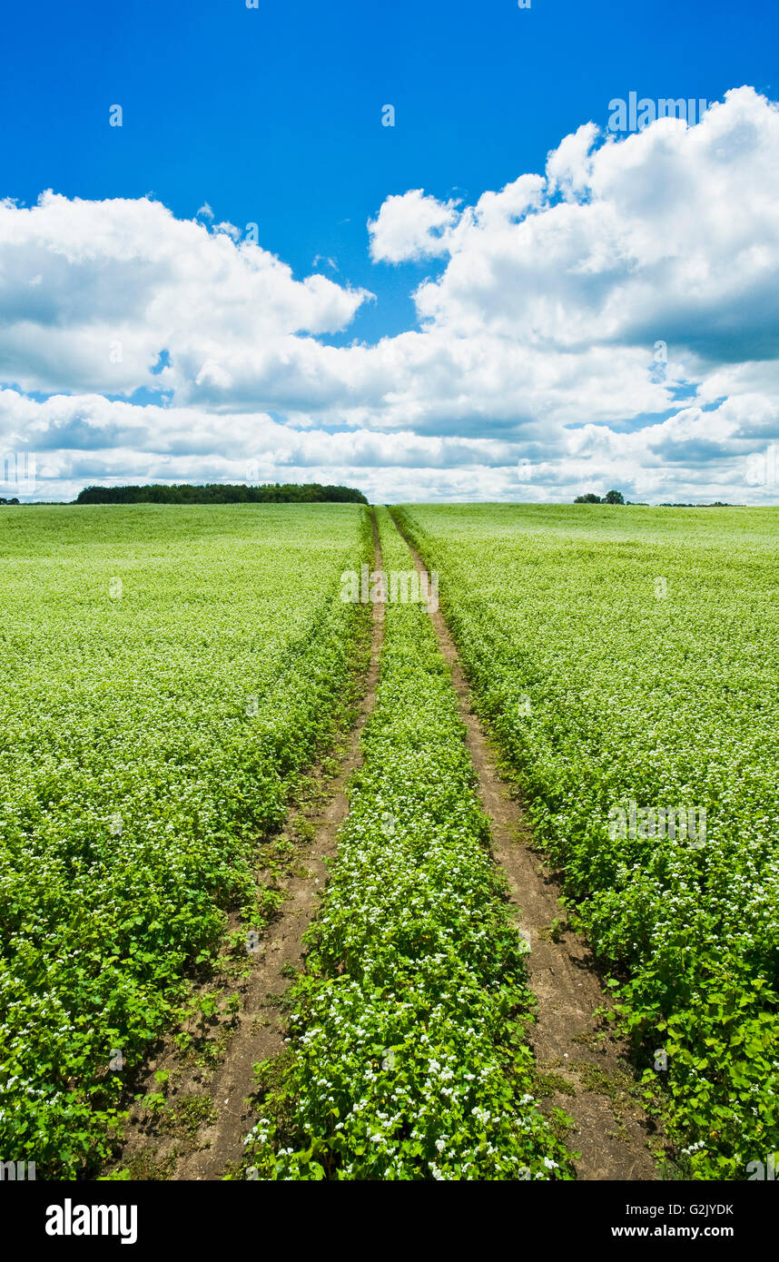 dirt road through blooming buckwheat field , Tiger Hills,  Manitoba, Canada Stock Photo