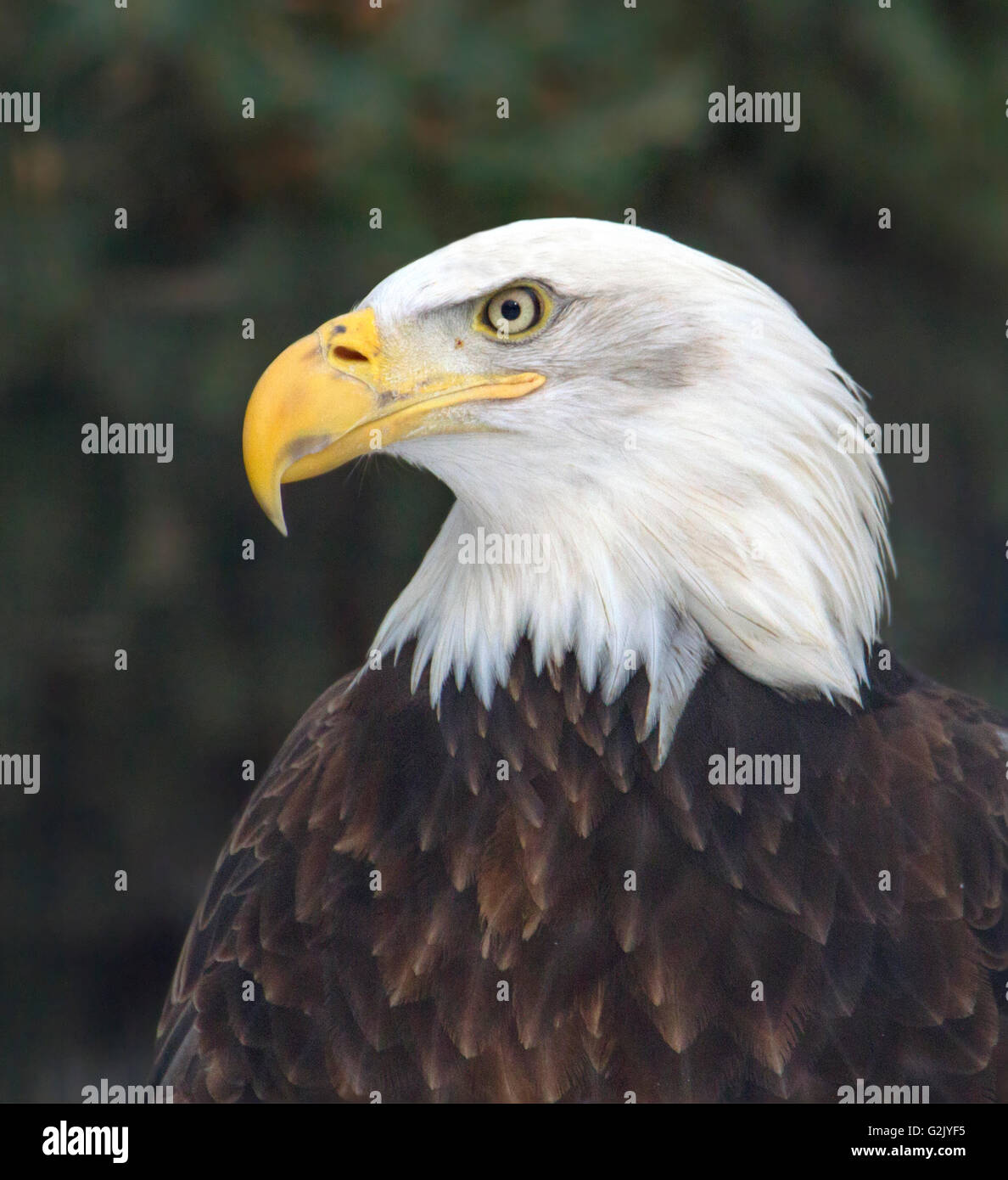 Bald eagle, Haliaeetus leucocephalus, Head shot Stock Photo