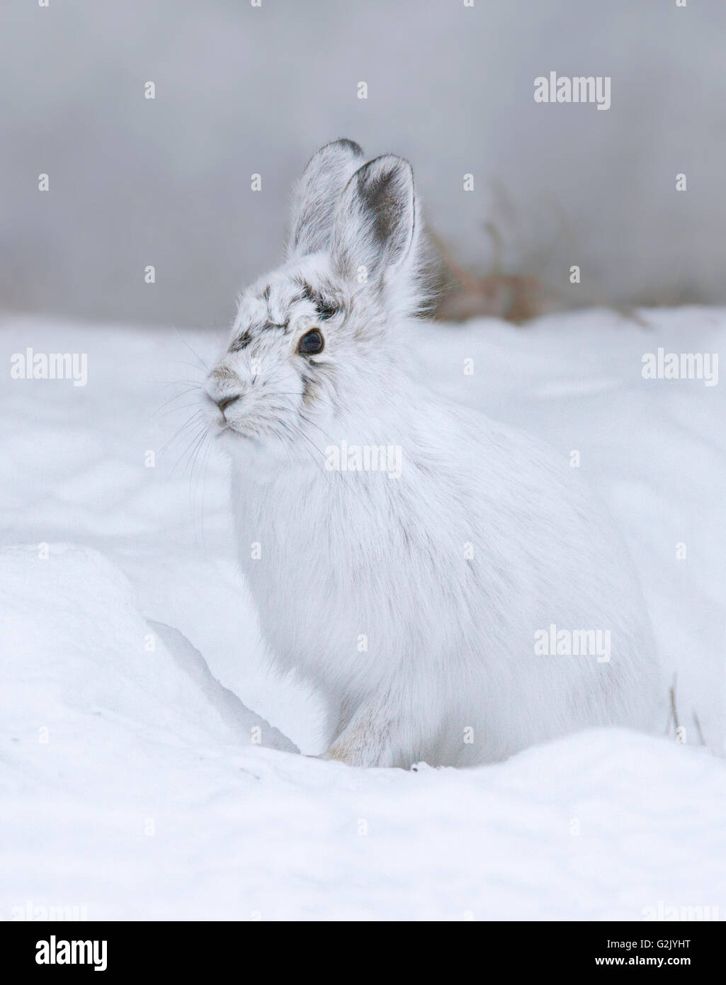 Snowshoe hare (Lepus americanus), also called the varying hare, or