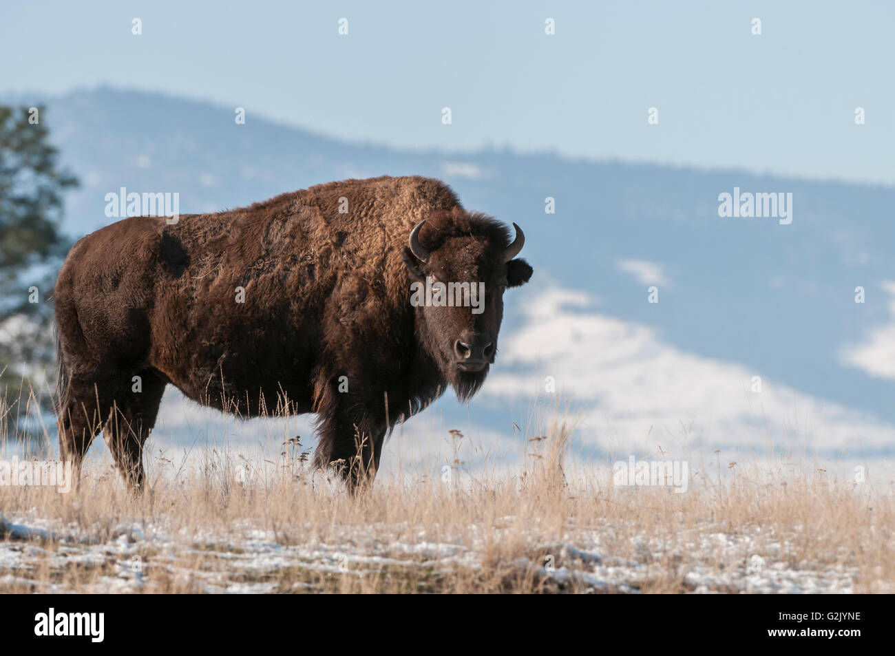 American Bison, Bison bison, Montana, USA Stock Photo