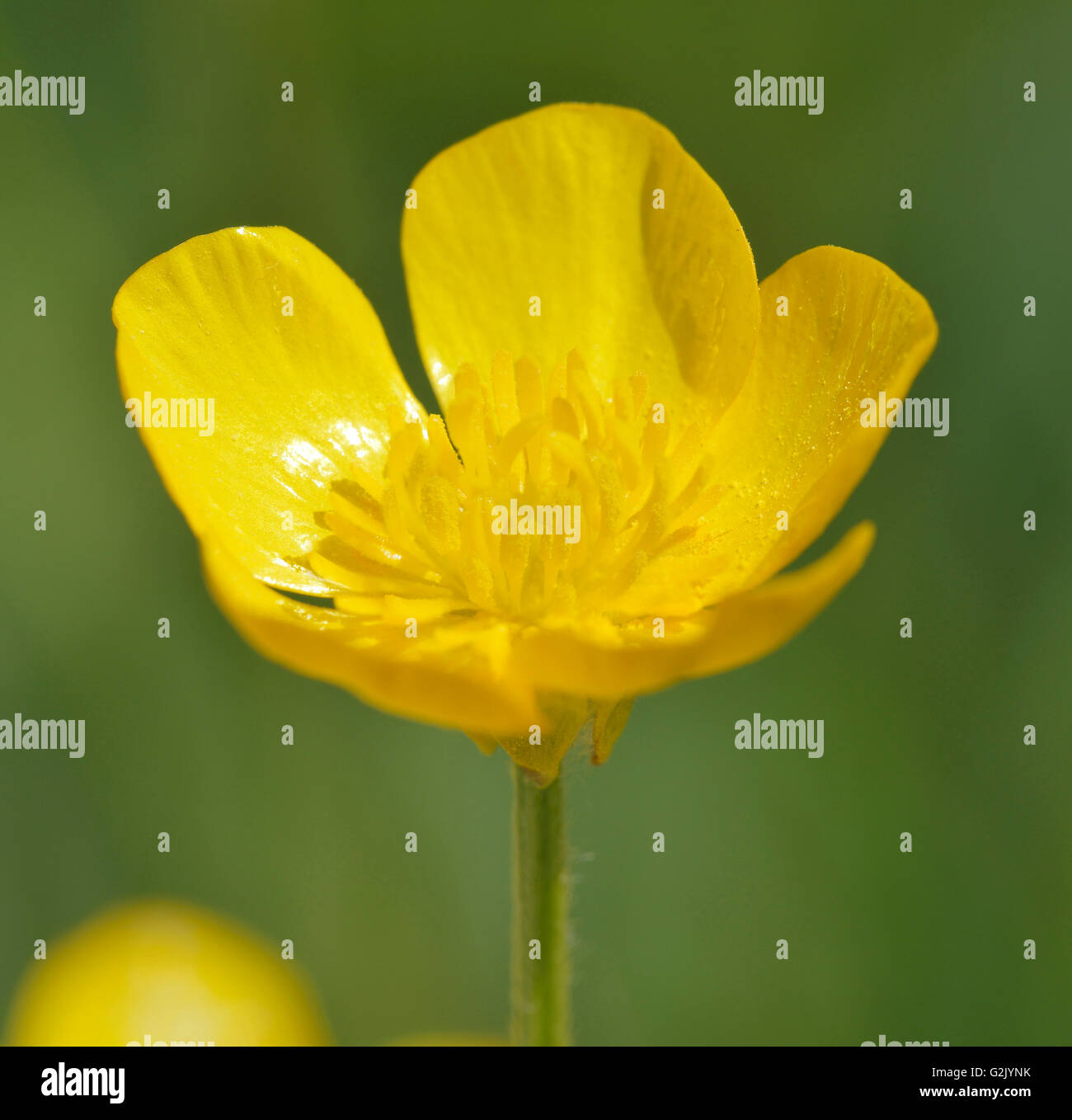 Bulbous Buttercup Ranunculus bulbosus Common Meadow Flower Stock
