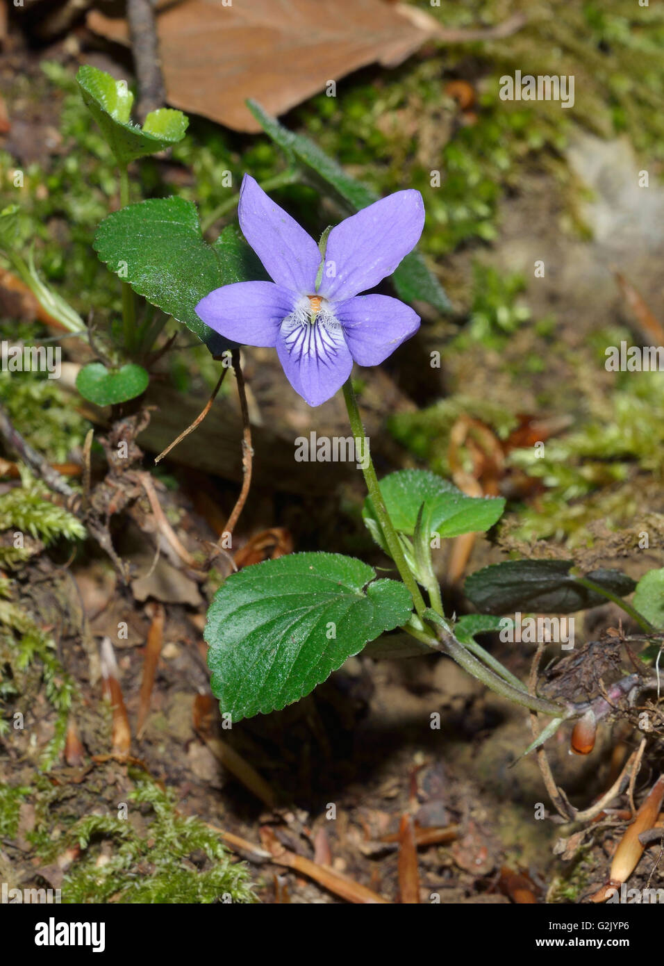 Common Dogviolet Viola riviniana Flower and Leaves Stock Photo Alamy