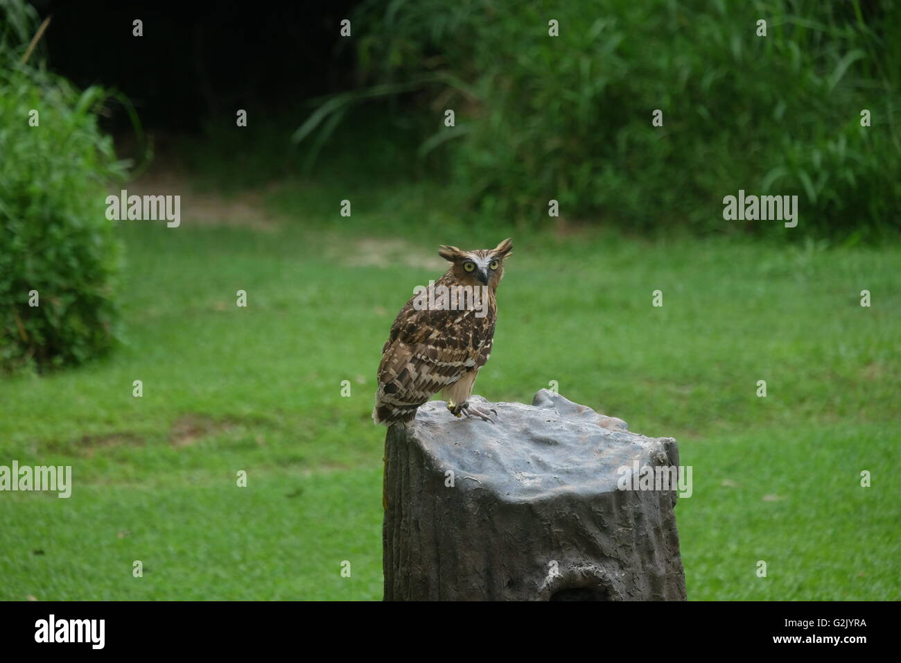 Death stare hi-res stock photography and images - Alamy