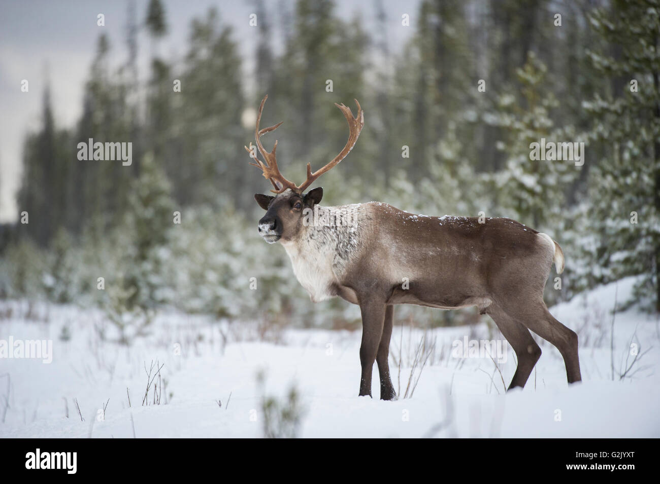 Rangifer tarandus caribou, Woodland Caribou, Boreal, British Columbia, Canada Stock Photo