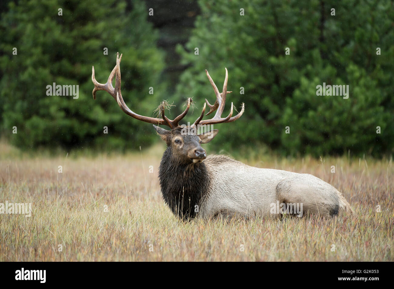 Cervus canadensis nelsoni, rocky mountain elk, rut, Alberta, Canada, bull, male Stock Photo