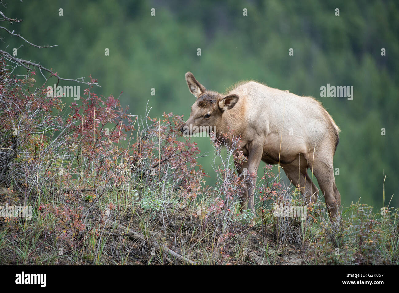 Cervus canadensis nelsoni, rocky mountain elk, rut, Alberta, Canada, cow, female Stock Photo