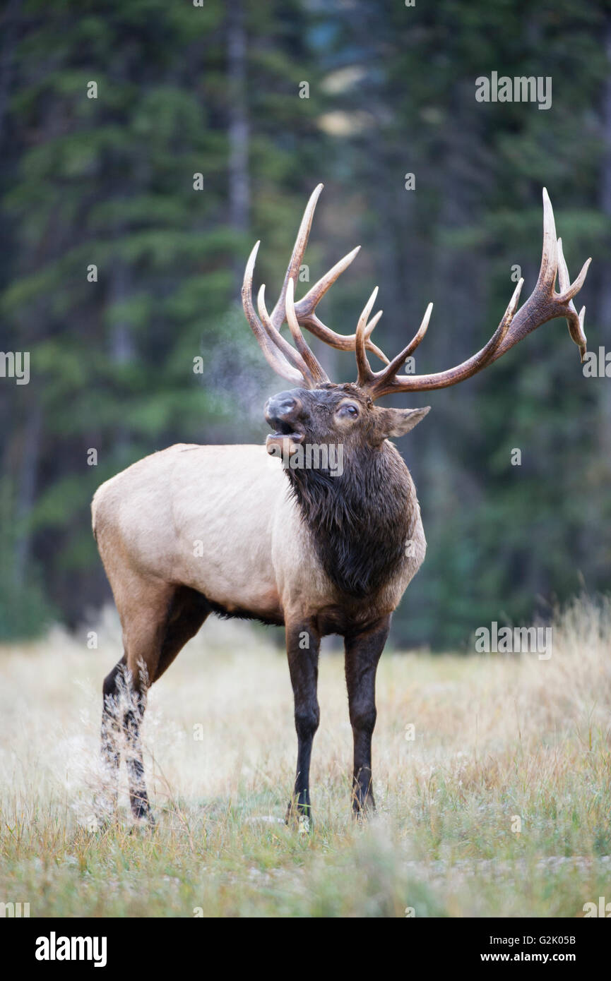 Cervus canadensis nelsoni, rocky mountain elk, rut, Alberta, Canada, bull, bugle Stock Photo