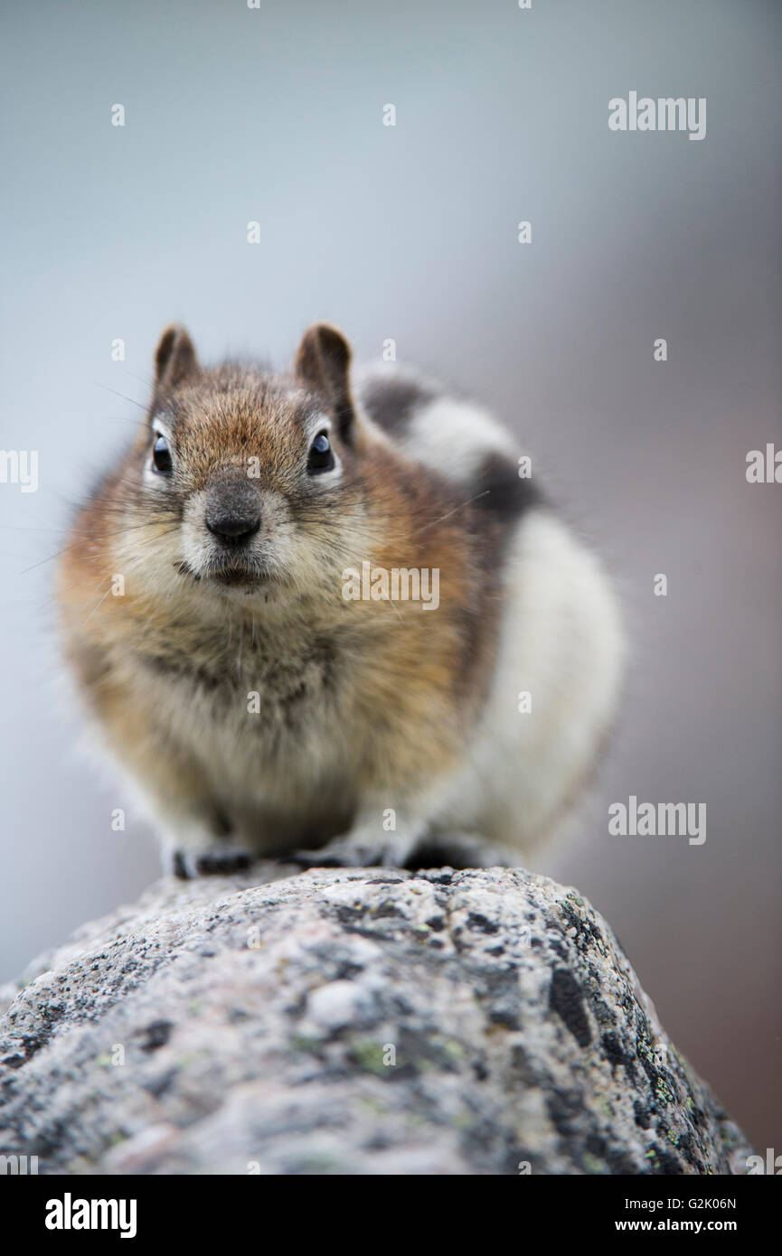 Golden-mantled Groundsquirrel, Callospermophilus lateralis, Rocky Mountains, Alberta, Canada Stock Photo