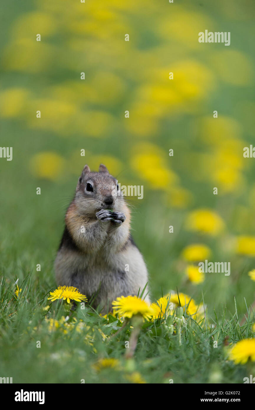 Golden-mantled Groundsquirrel, Callospermophilus lateralis, Rocky Mountains, Alberta, Canada Stock Photo