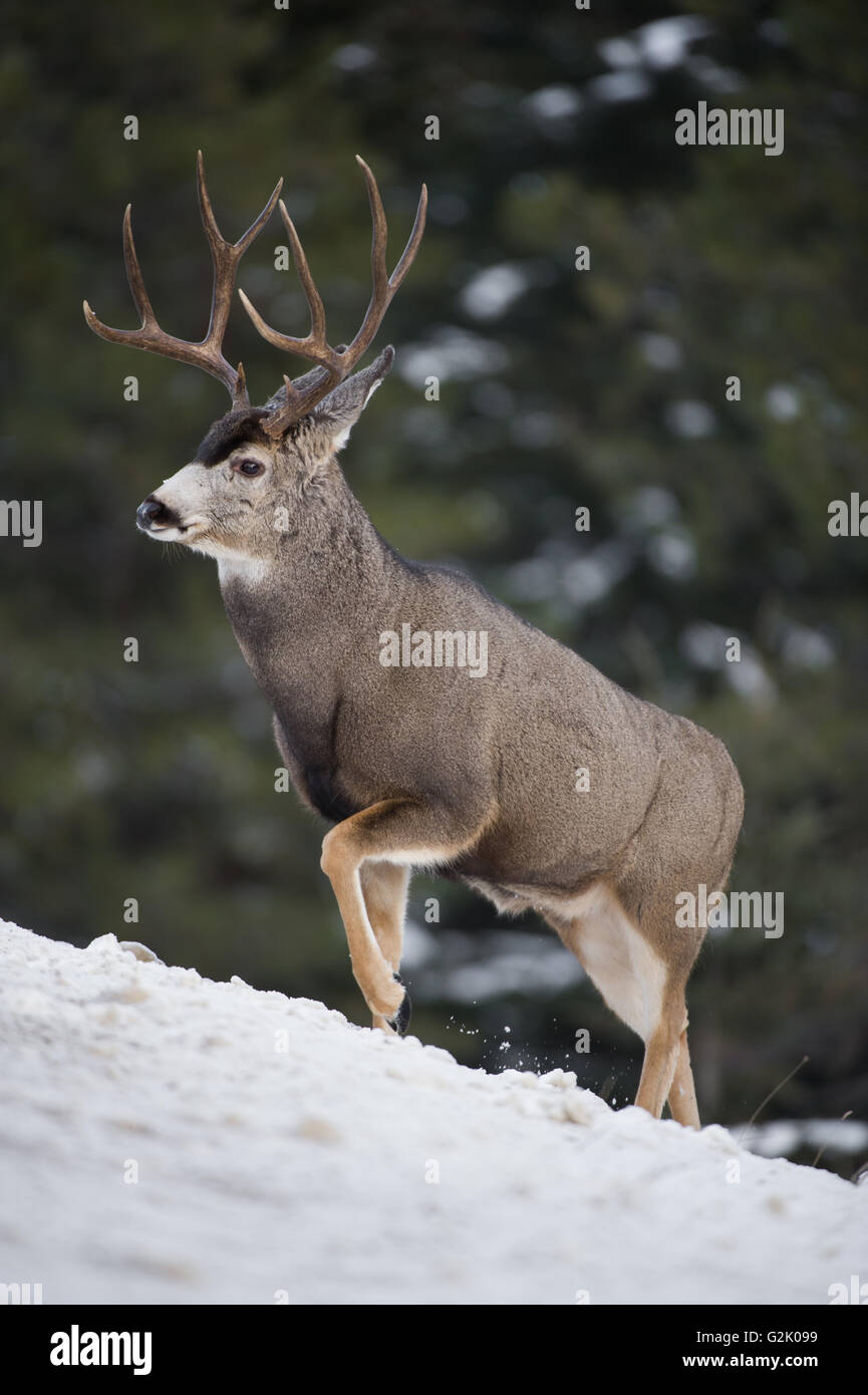 Odocoileus hemionus, mule deer, buck, male, Alberta, Canada, rocky ...